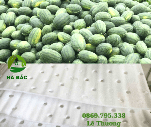 tam-foam-duc-lo-lot-xoai-chuoi-dua-hau-san-xuat-&-ban-gia-si-tai-dong-nai