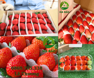 tam-foam-duc-lo-lot-xoai-chuoi-dua-hau-san-xuat-&-ban-gia-si-tai-dong-nai