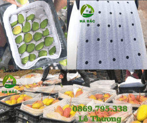 tam-foam-duc-lo-lot-xoai-chuoi-dua-hau-san-xuat-&-ban-gia-si-tai-dong-nai