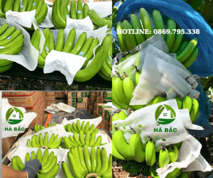 tam-foam-duc-lo-lot-xoai-chuoi-dua-hau-san-xuat-&-ban-gia-si-tai-dong-nai