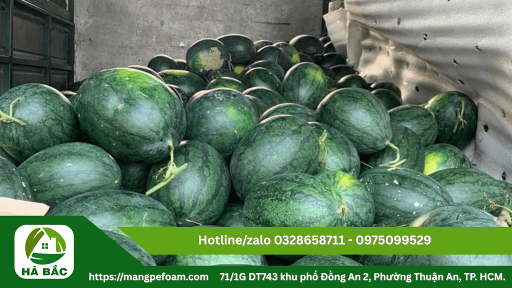 Cung cấp tấm mút xốp lót dưa có đục lỗ tại Long An