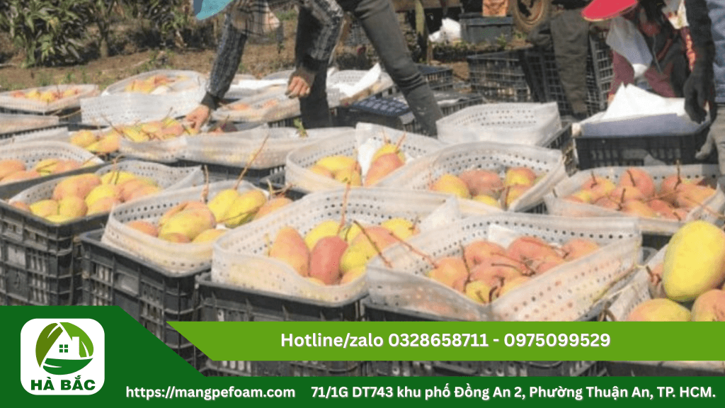 Tấm xốp lót xoài 